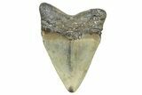 Juvenile Megalodon Tooth - North Carolina #359041-1